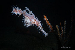 Ornate ghost pipefish carrying eggs by Julian Hsu 
